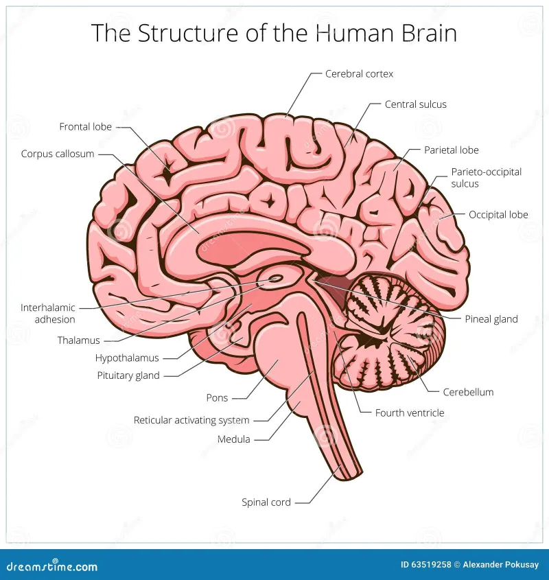 What Binaural Beats Actually Do to Your Brain During a Massage Session